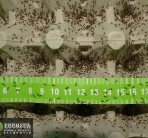 Świerszcz domowy wylęg (0,2-0,3cm) 4 x  1200 sztuk