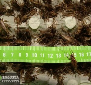 ŚWIERSZCZE DOMOWE DUŻE (2-2,5CM) 5 LITRÓW