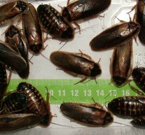 PROMOCJA! Karaczan argentyński (4-5 cm) 100 sztuk