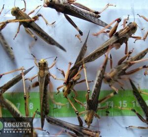 Szarańcza Pustynna  imago (5-7cm) 50 sztuk
