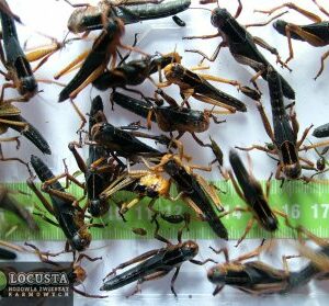 Szarańcza pustynna  subimago (3-4cm) 50 sztuk